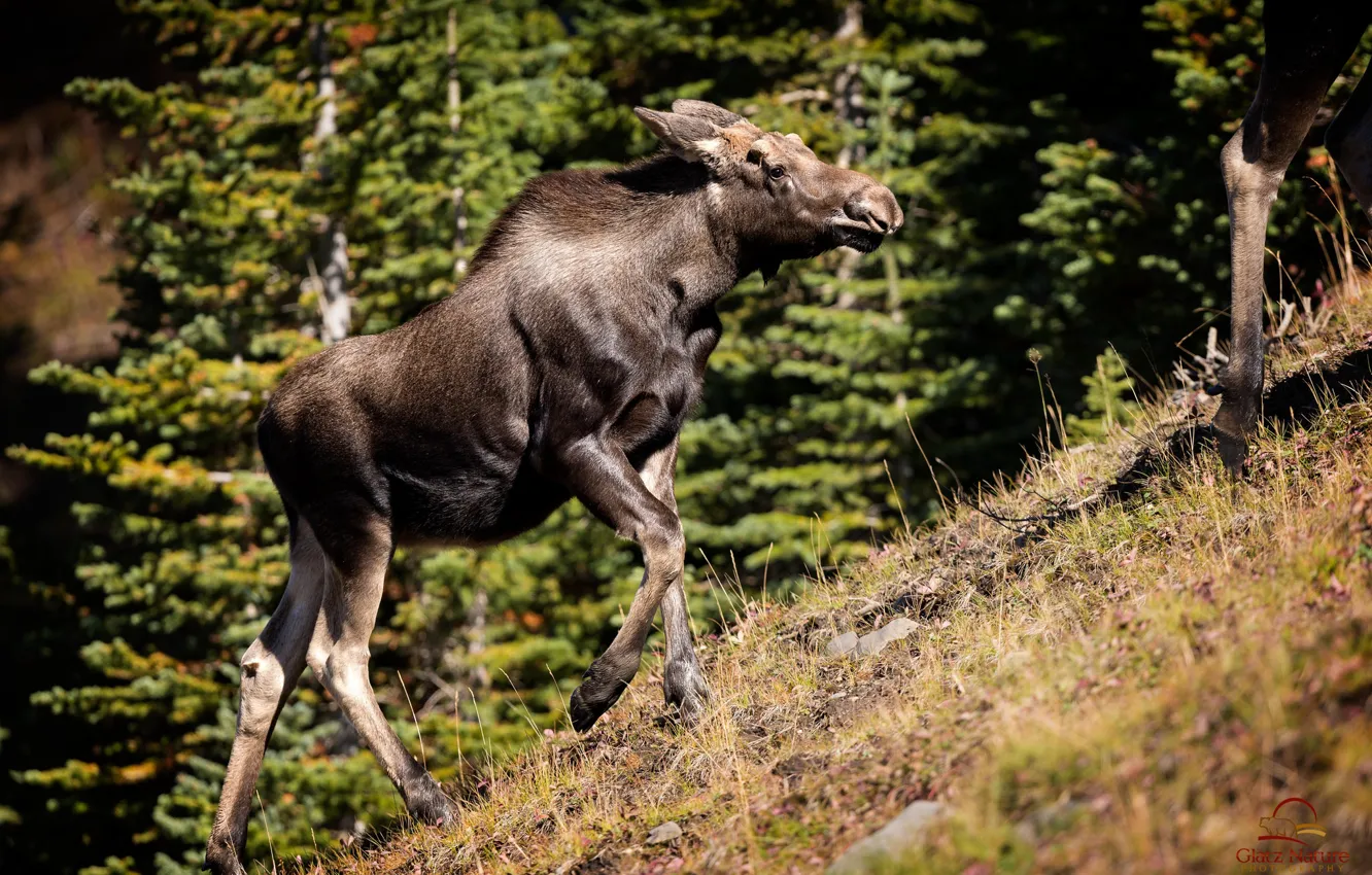 Photo wallpaper slope, hill, moose, the rise