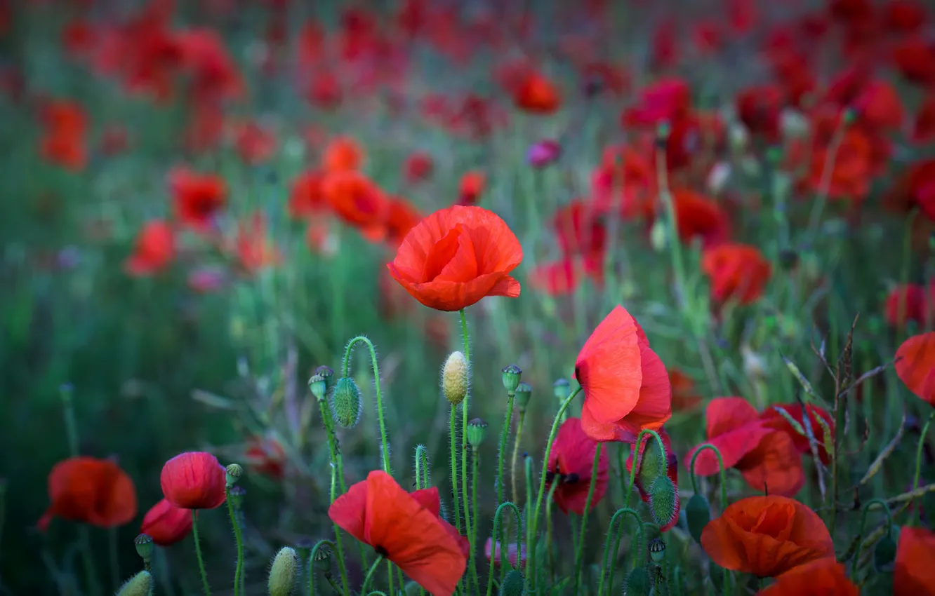 Photo wallpaper field, flowers, red, glade, Mac, Maki, green background, poppy field