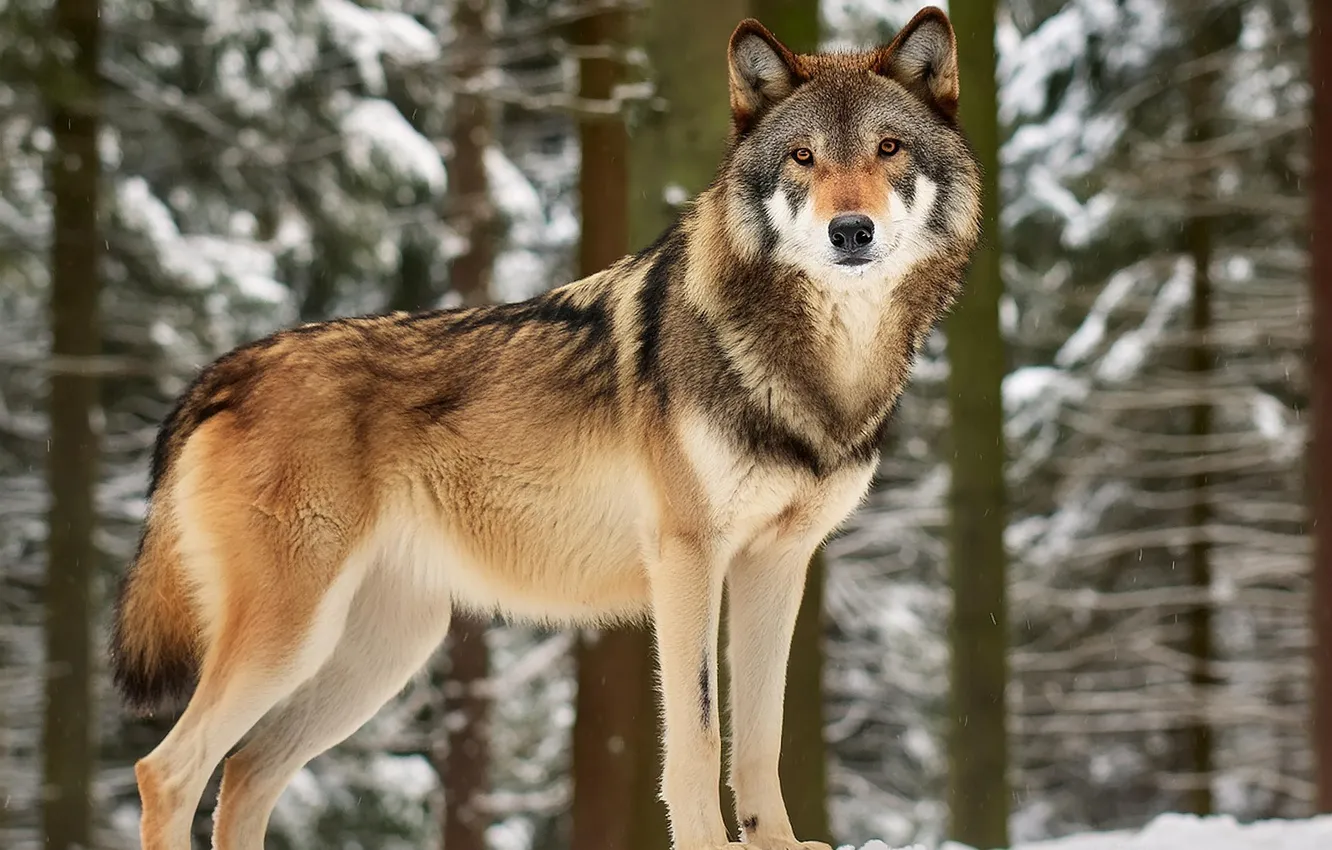 Photo wallpaper nature, snow, predator, face, animal, wolf, wolves, wildlife