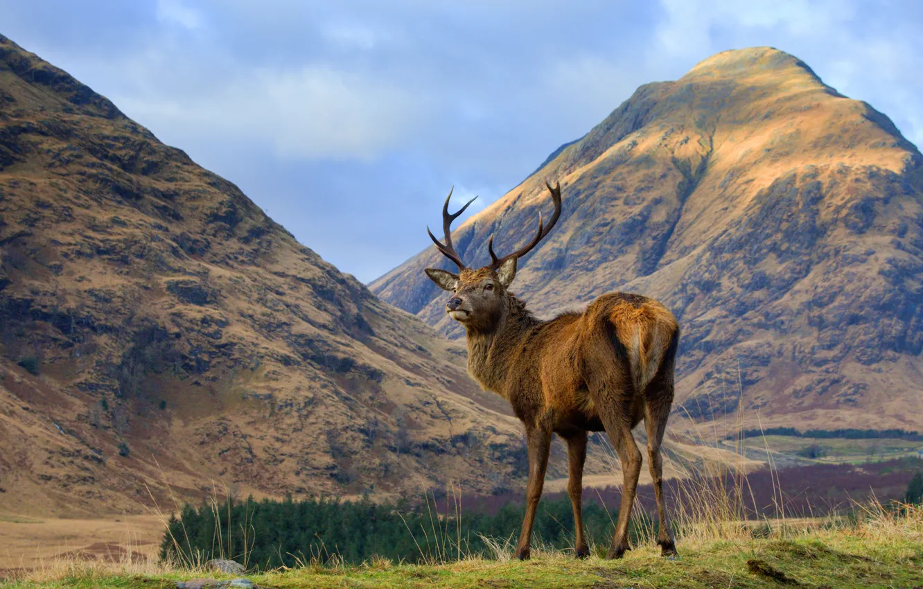 Photo wallpaper mountains, nature, deer