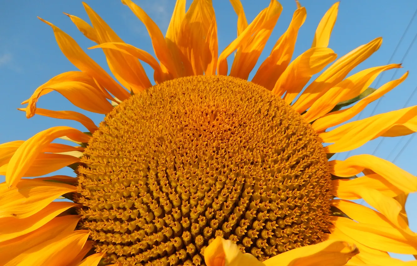 Photo wallpaper the sky, yellow, yellow, sunflower, sunflower