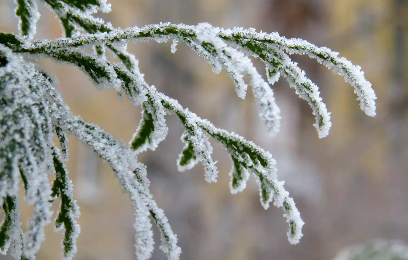 Photo wallpaper winter, frost, snow, trees, branches, nature, frost