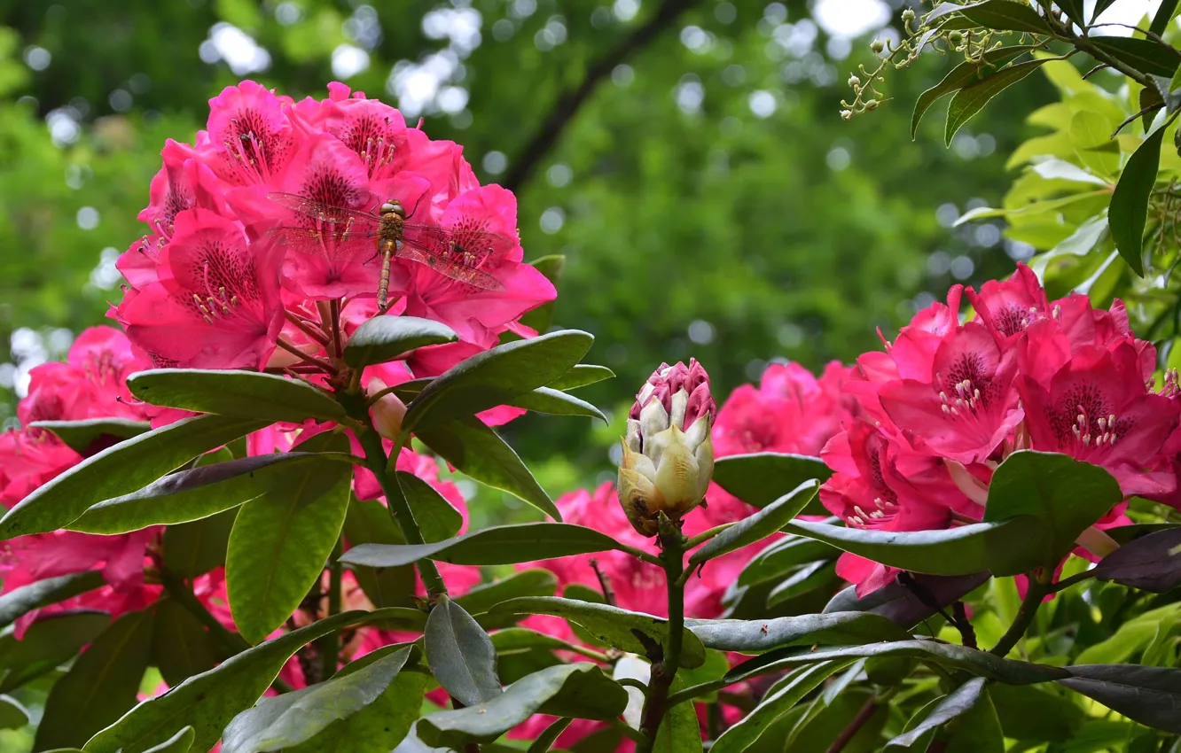 Photo wallpaper rhododendrons, raspberry, dragonfly, Azalea, branches