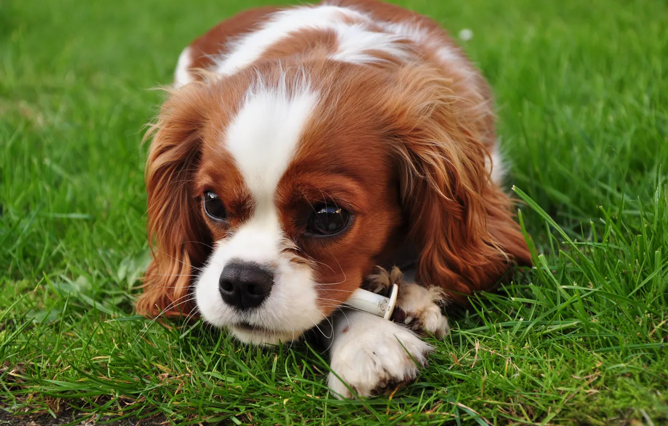 Photo wallpaper animals, dogs, grass, eyes, look, dog, puppy, king Charles Spaniel
