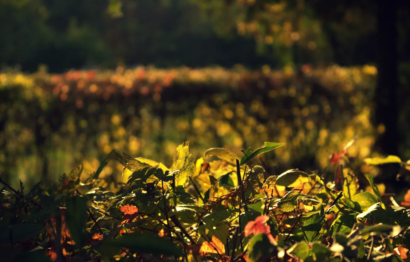 Photo wallpaper light, the bushes, atmospheric