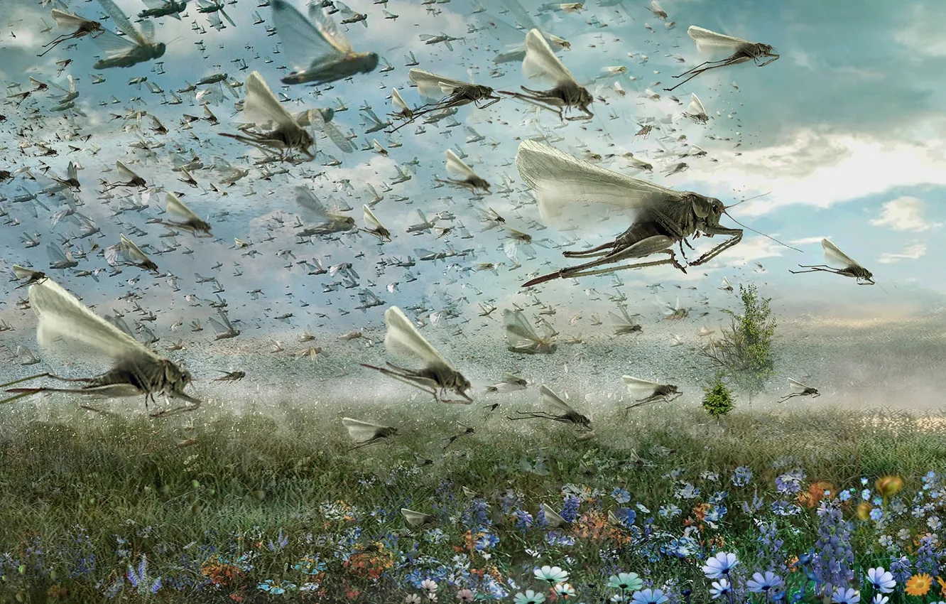 Photo wallpaper grass, clouds, flight, flowers, locust