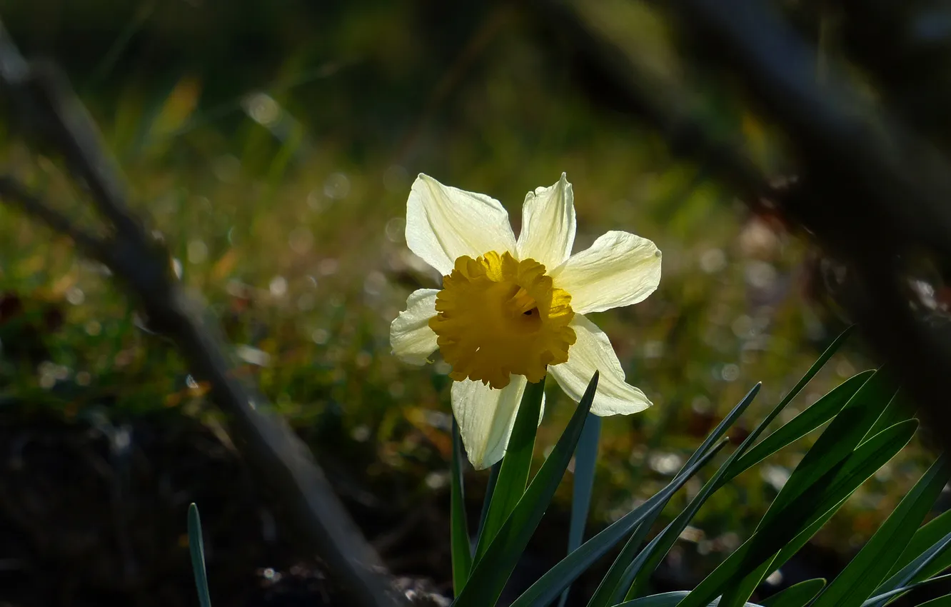 Photo wallpaper flowers, spring, daffodils