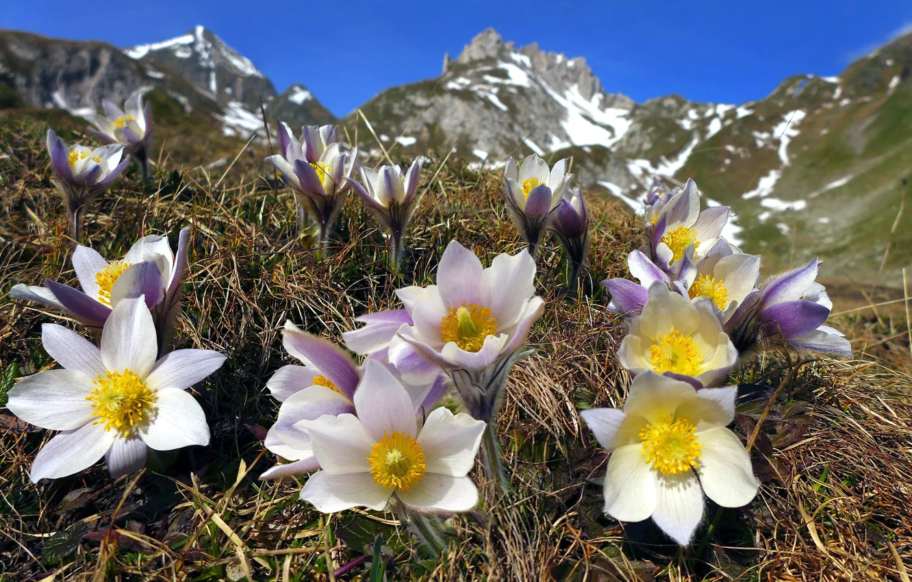 Photo wallpaper flowers, mountains, nature