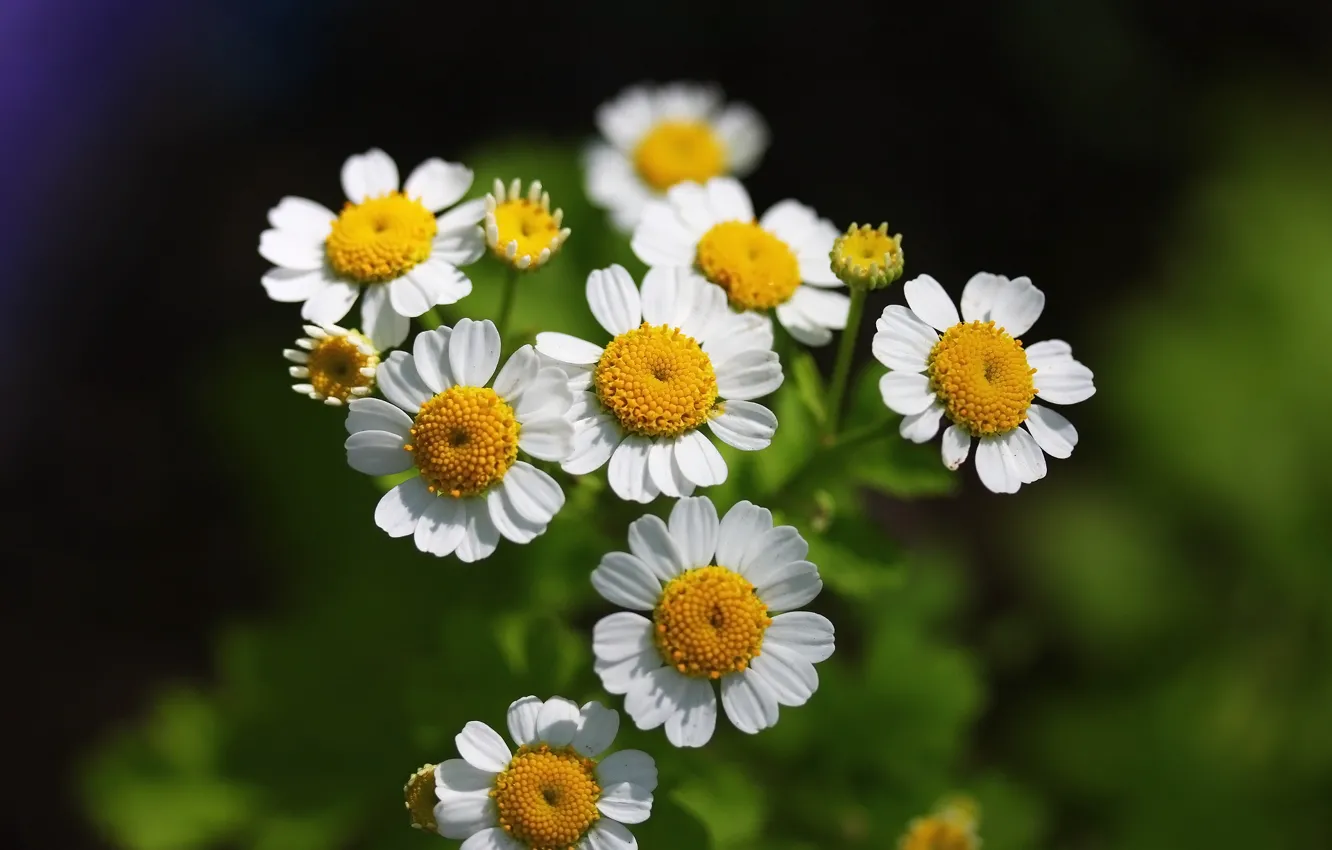 Photo wallpaper flowers, background, chamomile