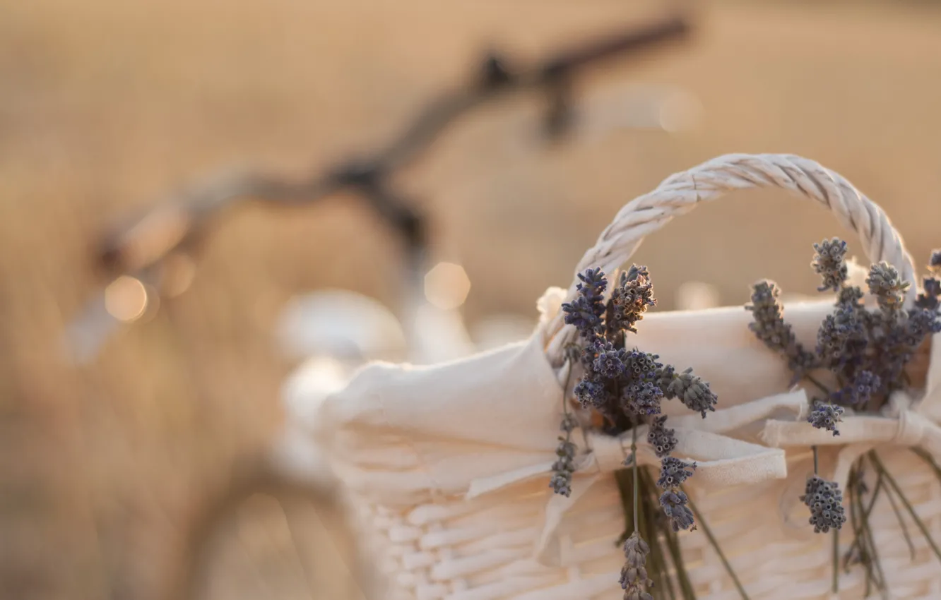 Photo wallpaper flowers, bike, mood, basket, lavender, bokeh