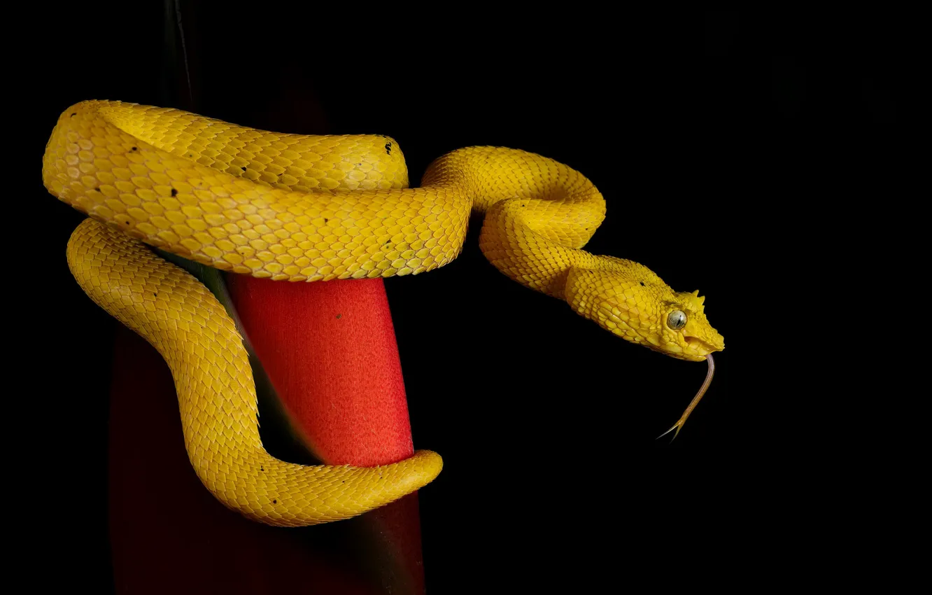 Photo wallpaper language, leaf, snake, Python, black background, yellow