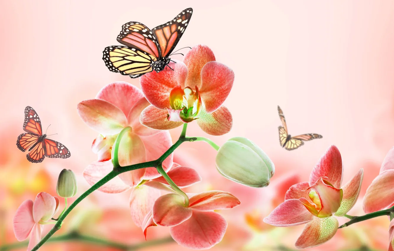 Photo wallpaper summer, flowers, abstraction, background, butterfly, beauty, art, pink