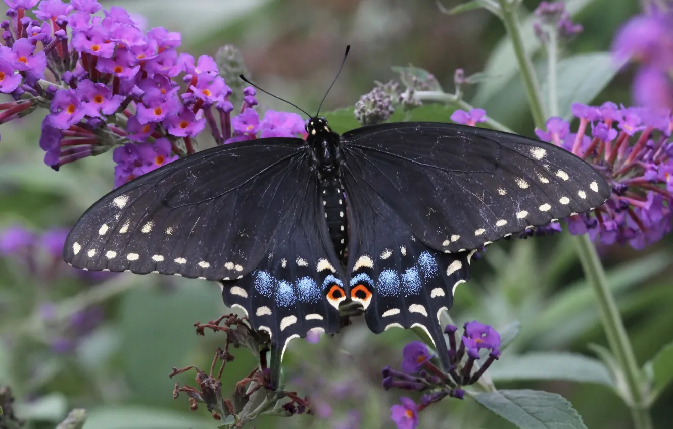 Photo wallpaper macro, butterfly, Papilio Polyxenes