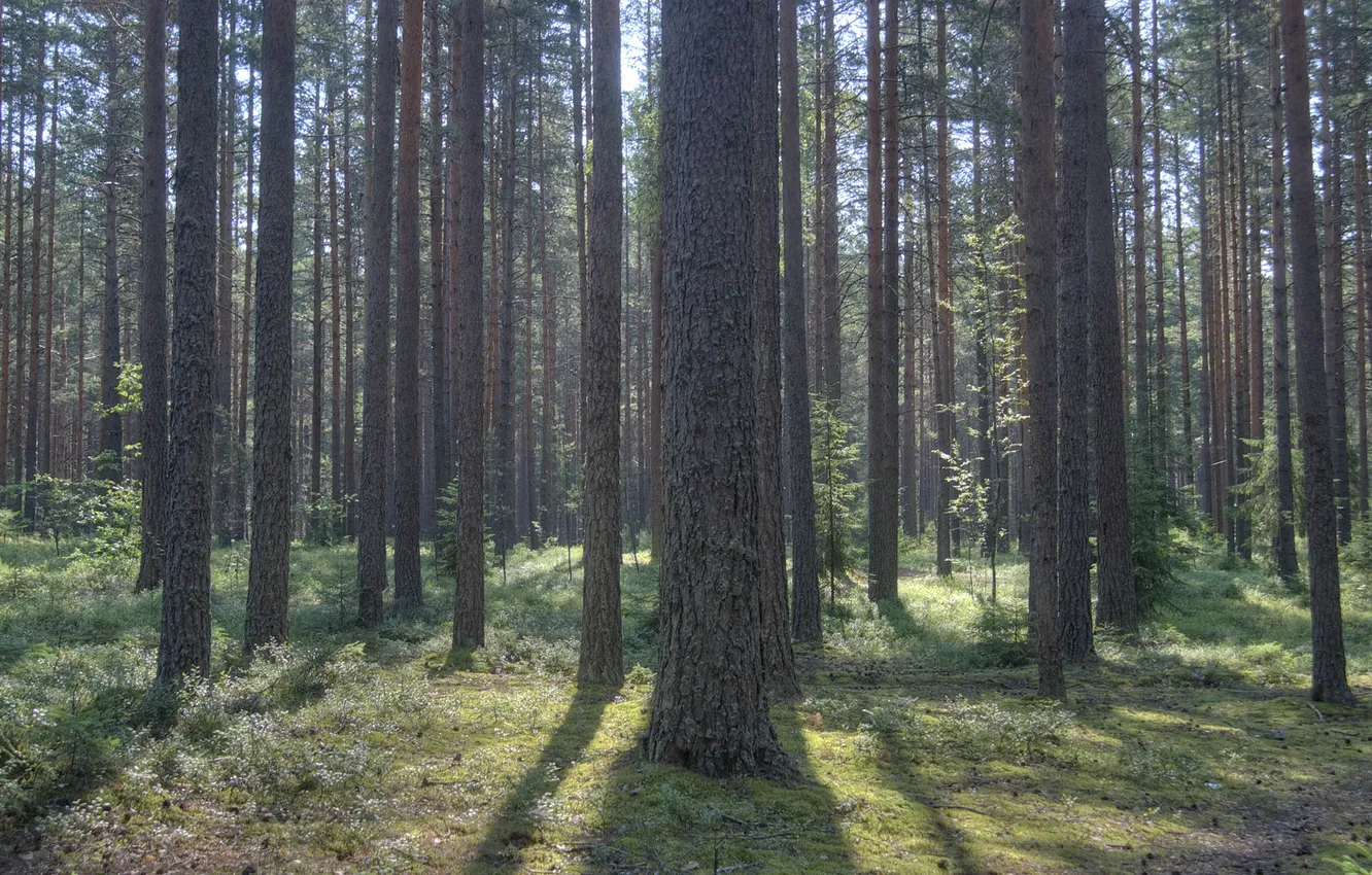 Photo wallpaper forest, trees, nature, photo, pictures for your desktop