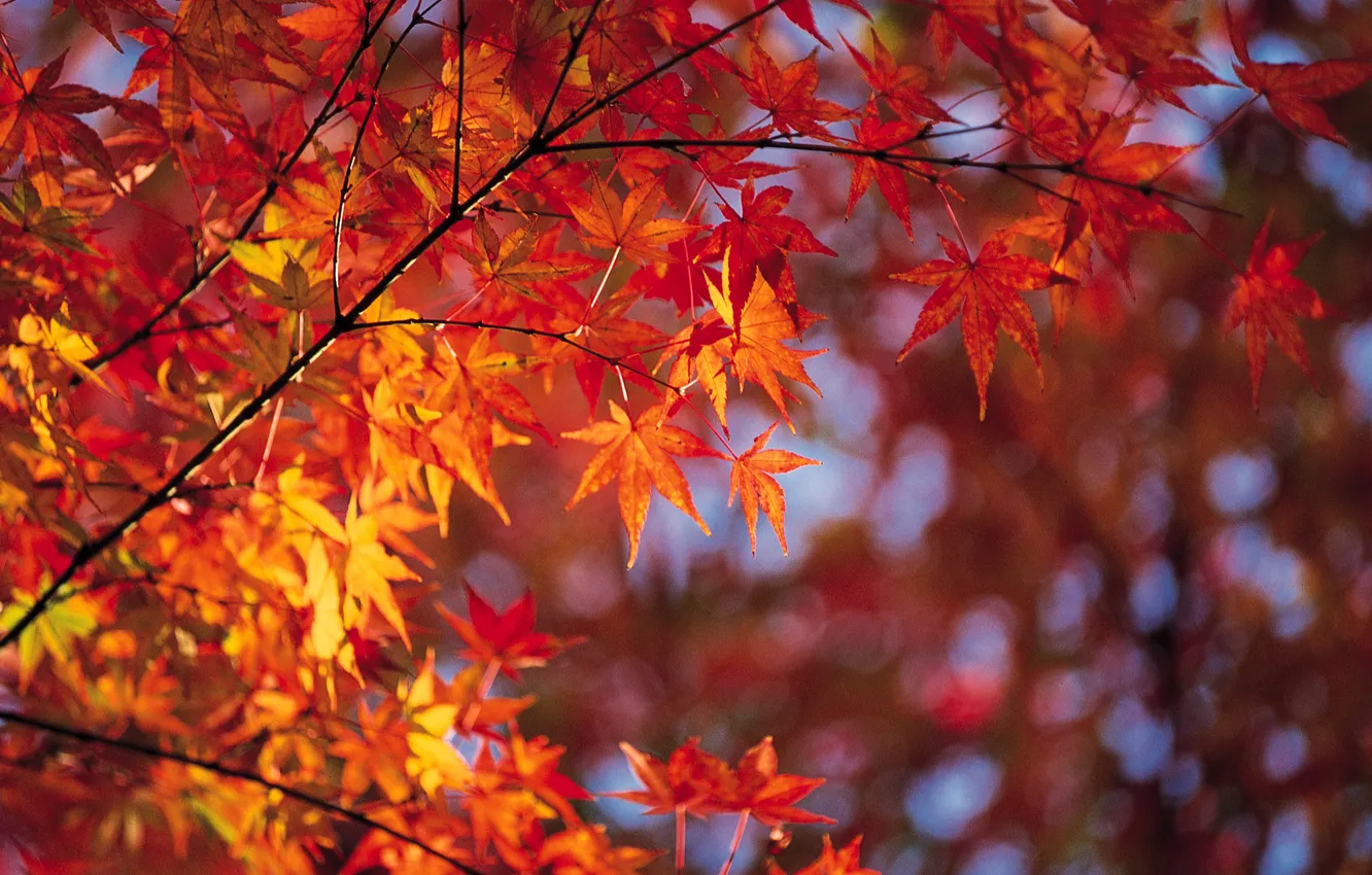 Photo wallpaper autumn, leaves, branch, brightness