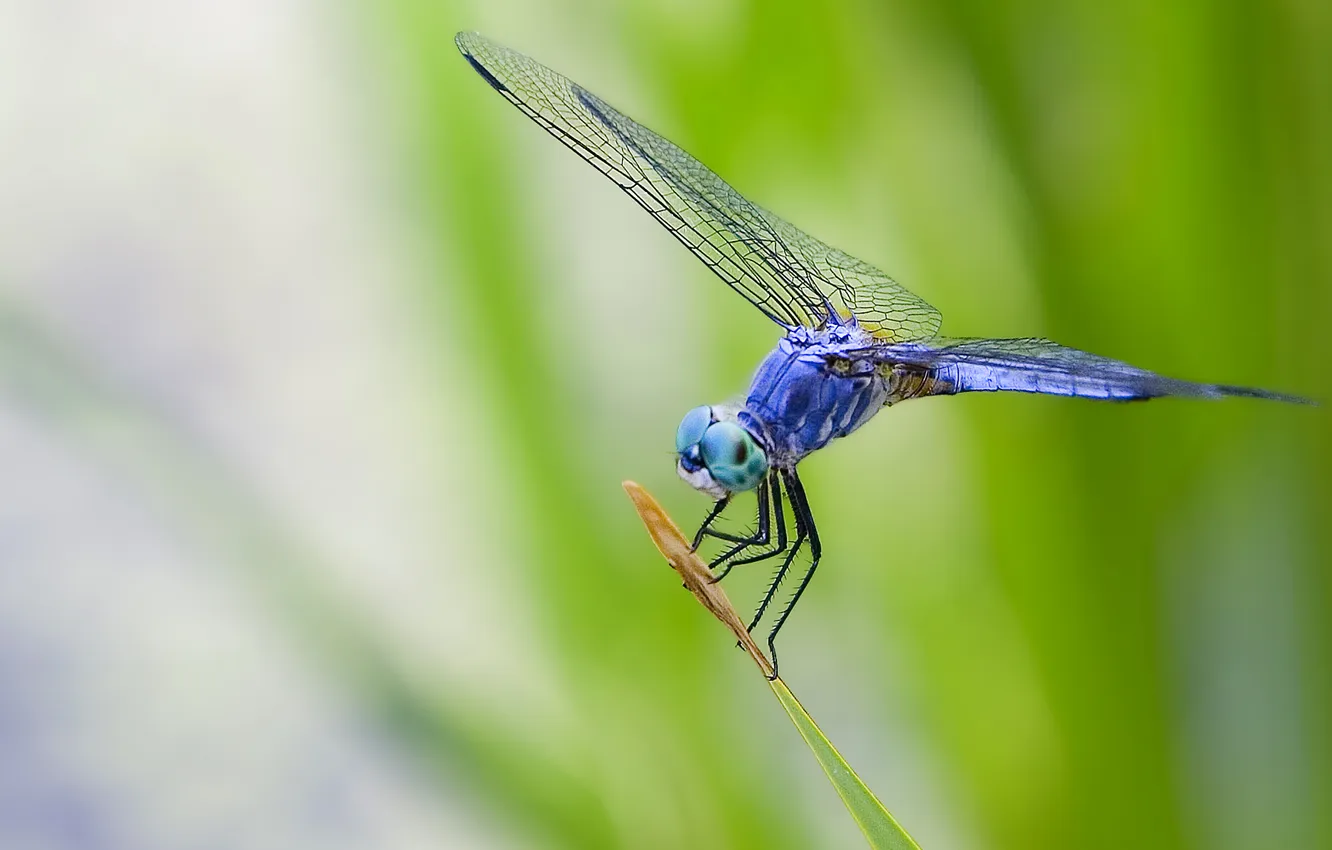 Photo wallpaper eyes, leaves, macro, blue, nature, wings, dragonfly, insect