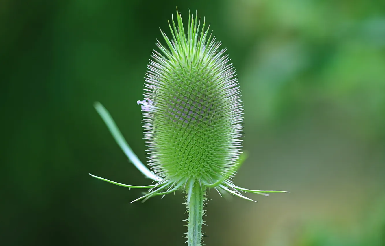 Photo wallpaper flower, nature, plant, stem