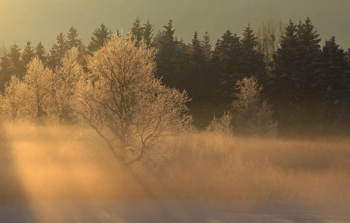 Photo wallpaper winter, rays, light, trees, landscape, nature, fog, morning