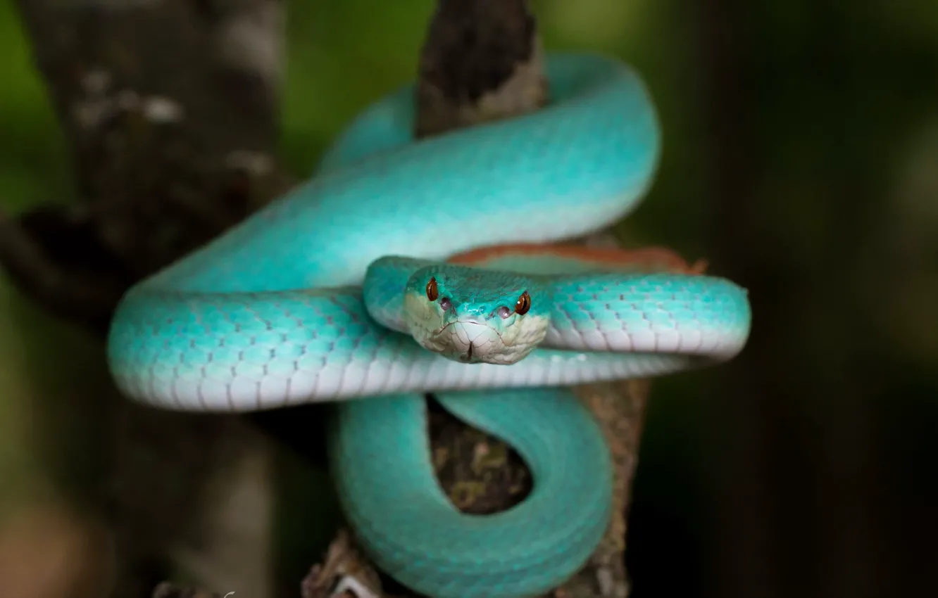 Photo wallpaper nature, snake, Blue Trimeresurus insularis