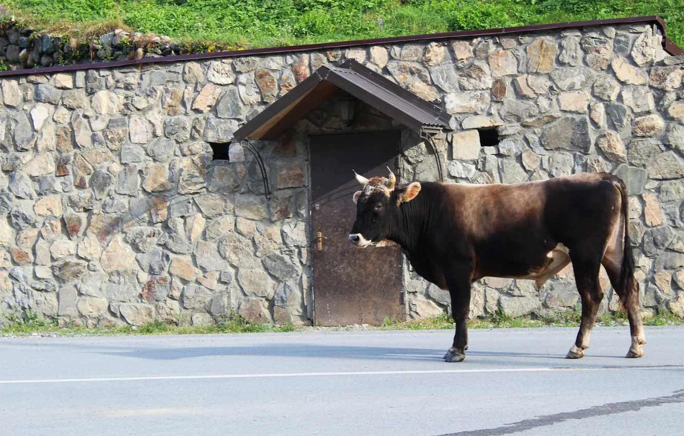 Photo wallpaper road, street, bull