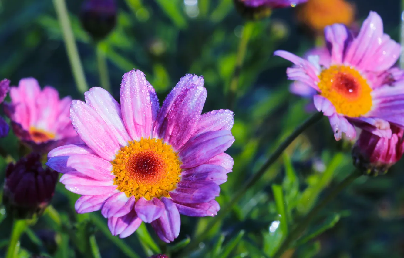 Photo wallpaper flower, garden, spring, blooming