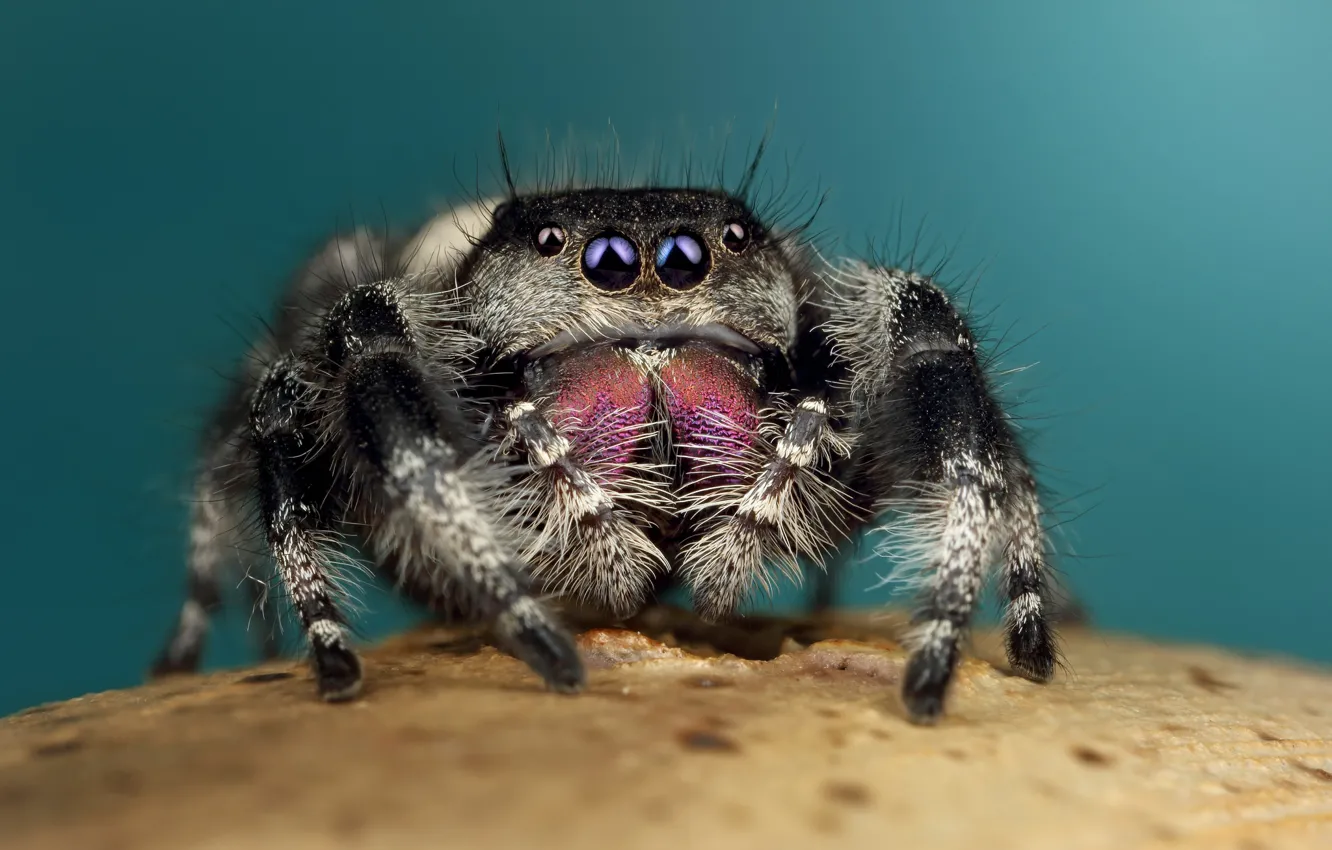 Photo wallpaper eyes, macro, pose, background, black, legs, spider, hairy