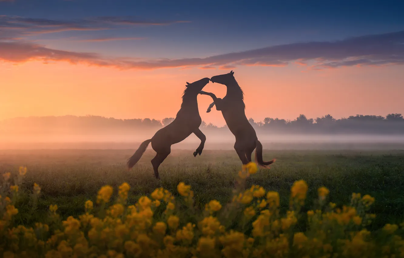 Photo wallpaper sunset, horses, dancing
