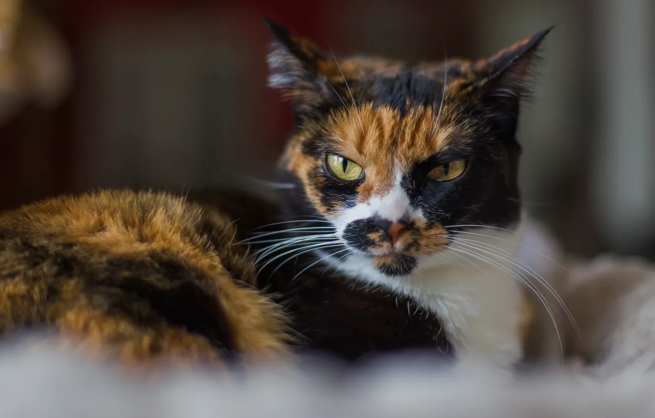Photo wallpaper cat, eyes, look, aggressive