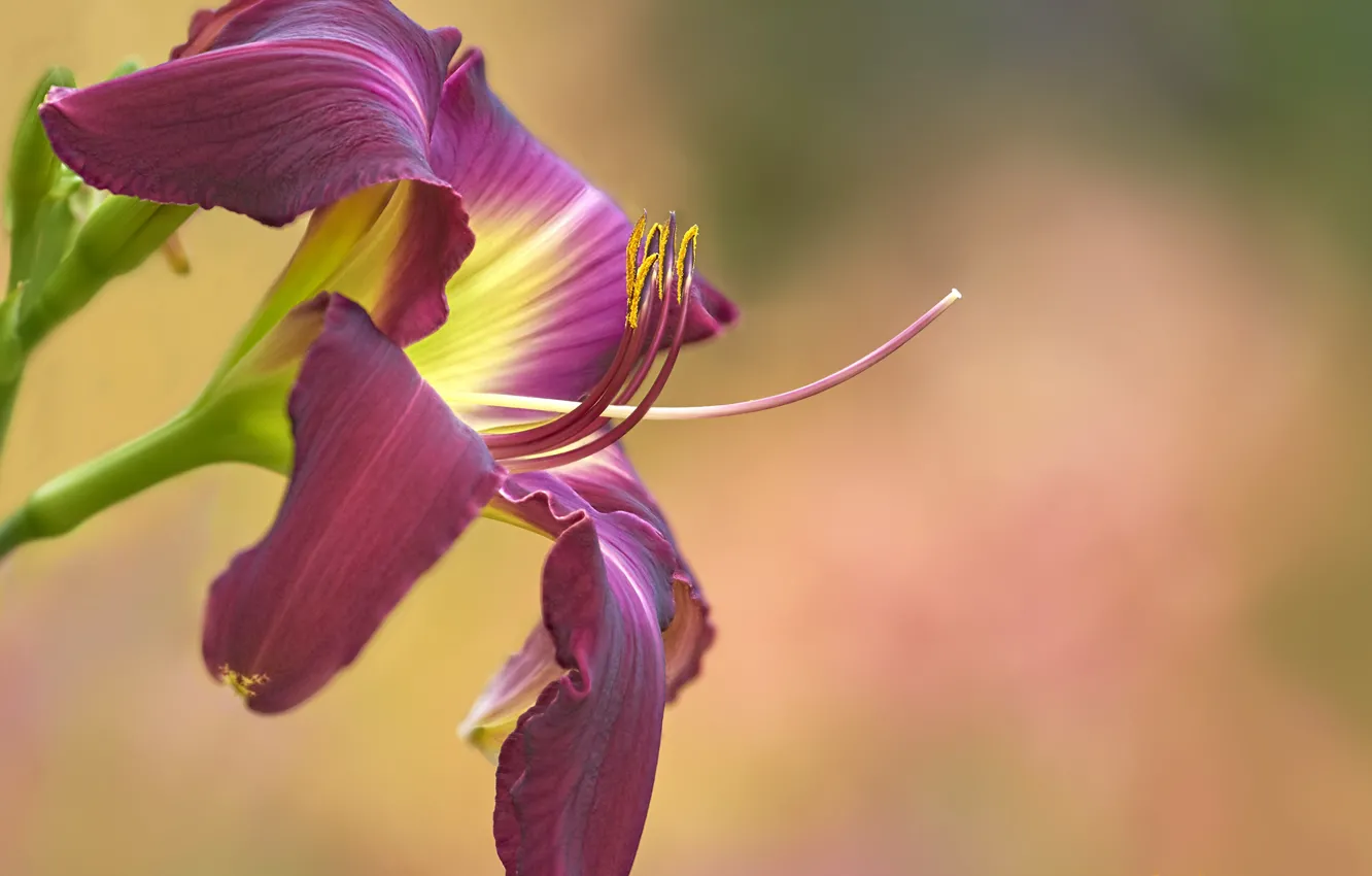 Photo wallpaper flowers, background, daylilies