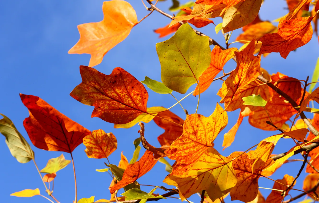 Photo wallpaper autumn, the sky, leaves, branches, tree, branch, yellow, red