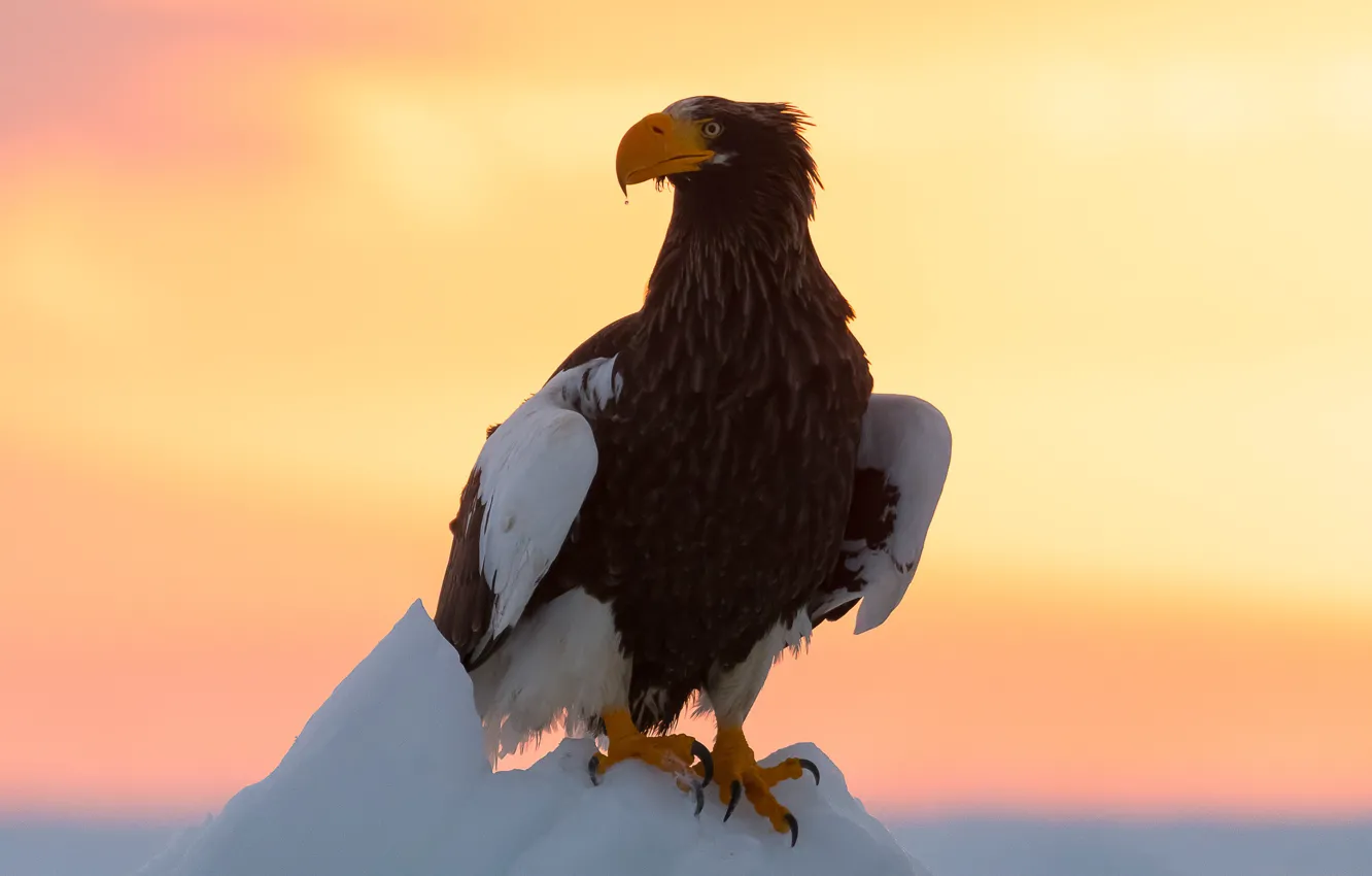 Photo wallpaper winter, the sky, look, sunset, bird, eagle, ice, predatory