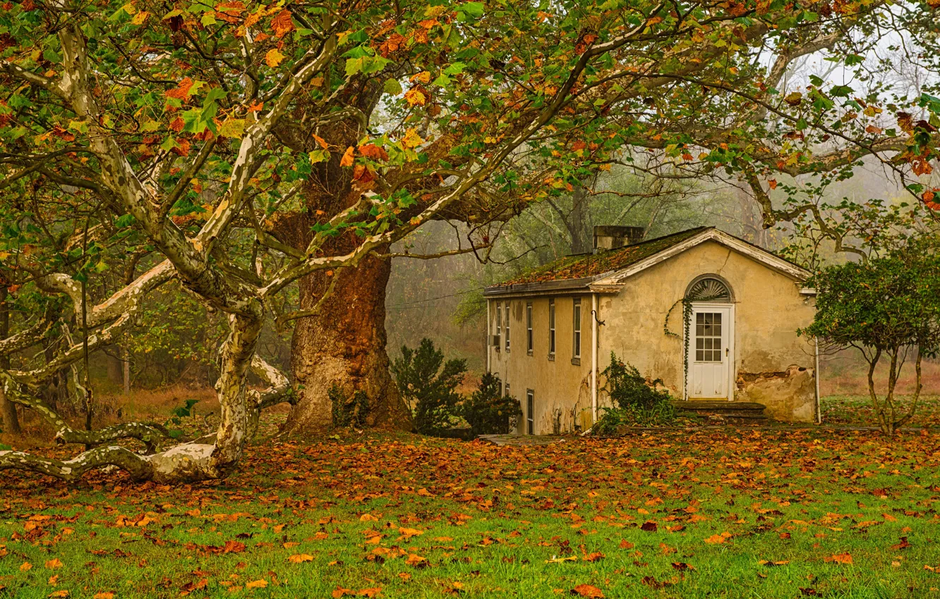 Photo wallpaper autumn, leaves, trees, home