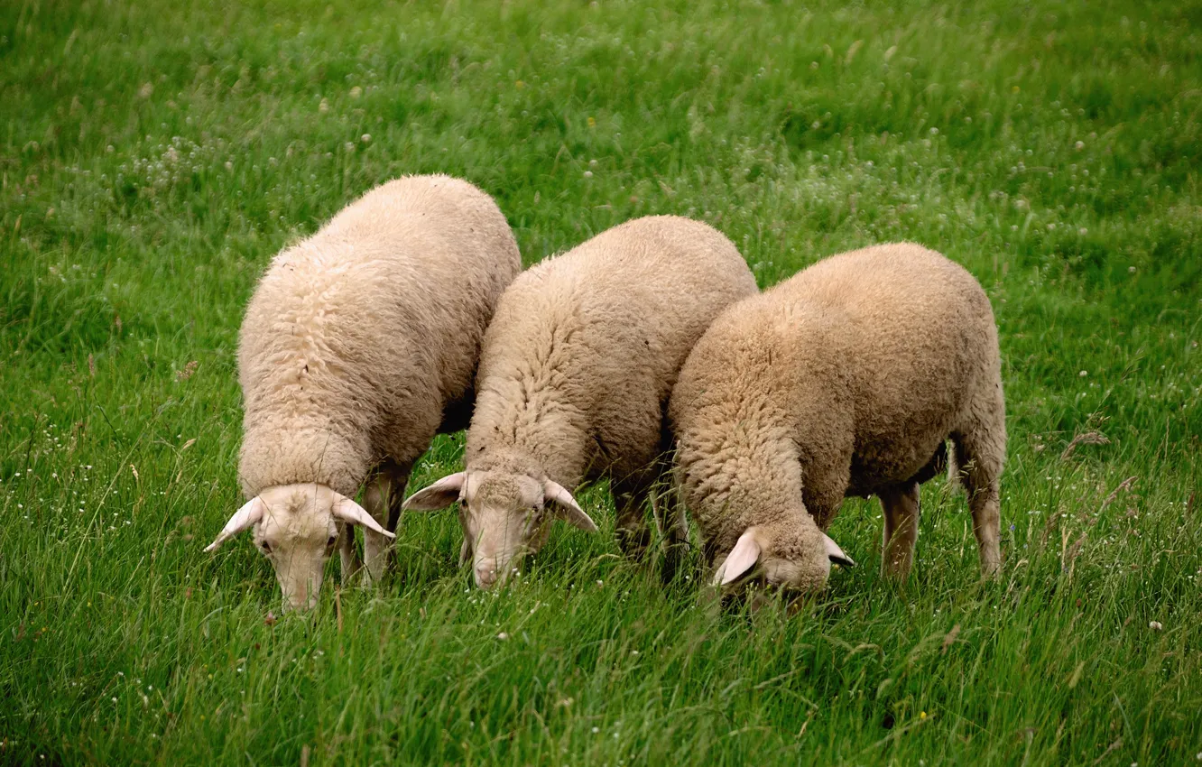 Photo wallpaper grass, animal, sheep, eid mubarak