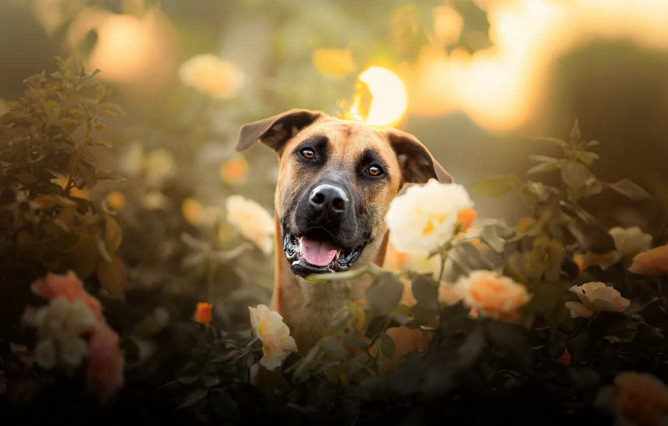 Photo wallpaper look, face, flowers, roses, dog