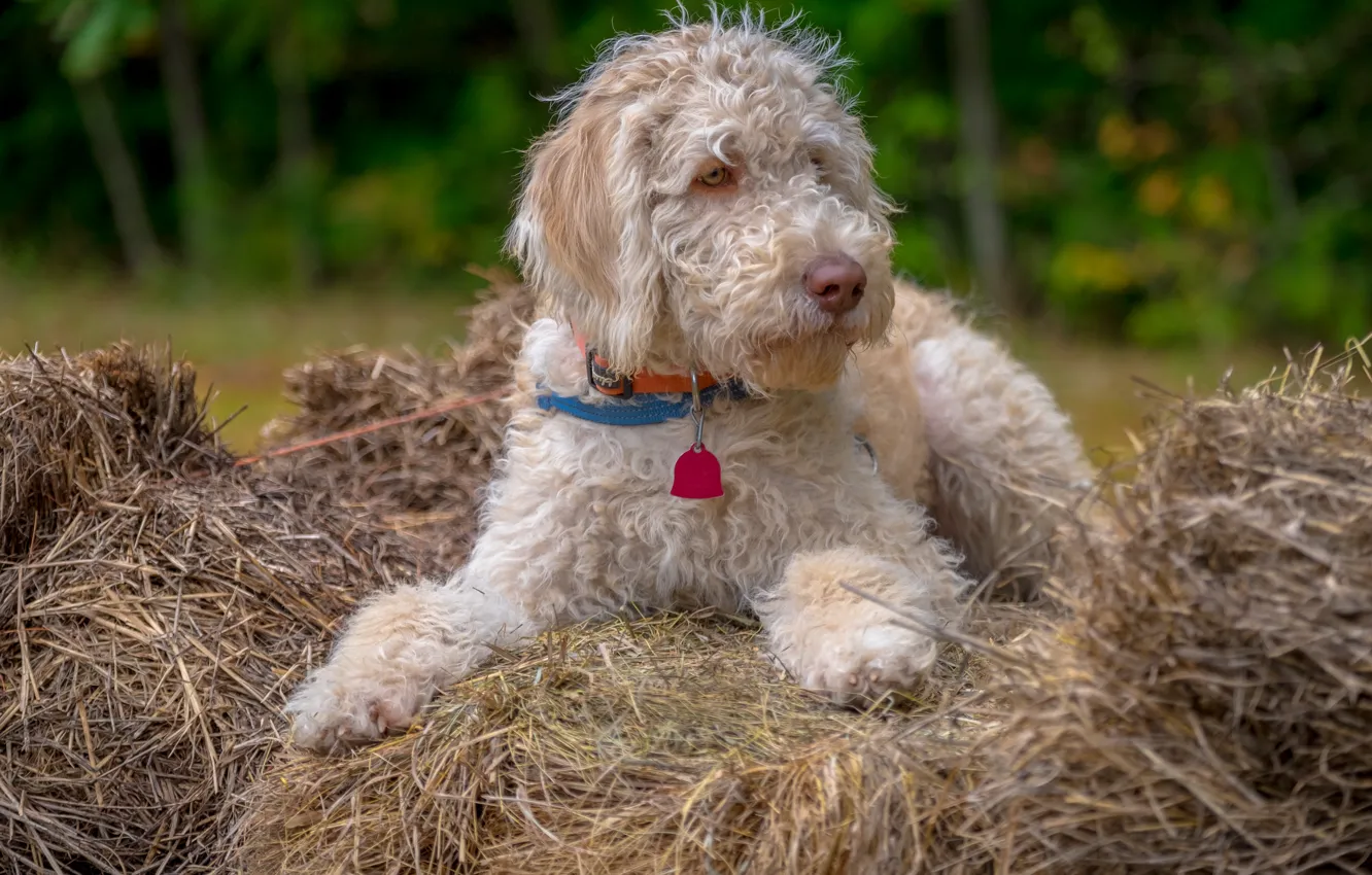 Photo wallpaper look, each, dog