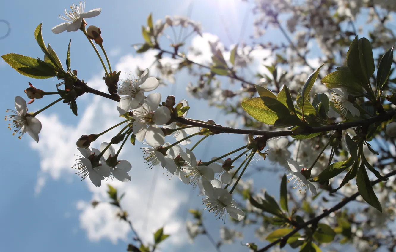 Photo wallpaper the sun, flowers, heat, spring, may, flowering, white flowers, blue sky