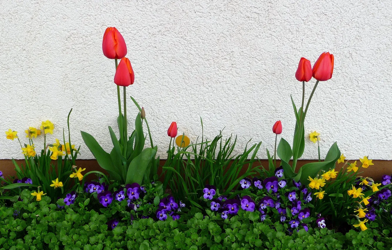 Photo wallpaper flowers, spring, flowerbed