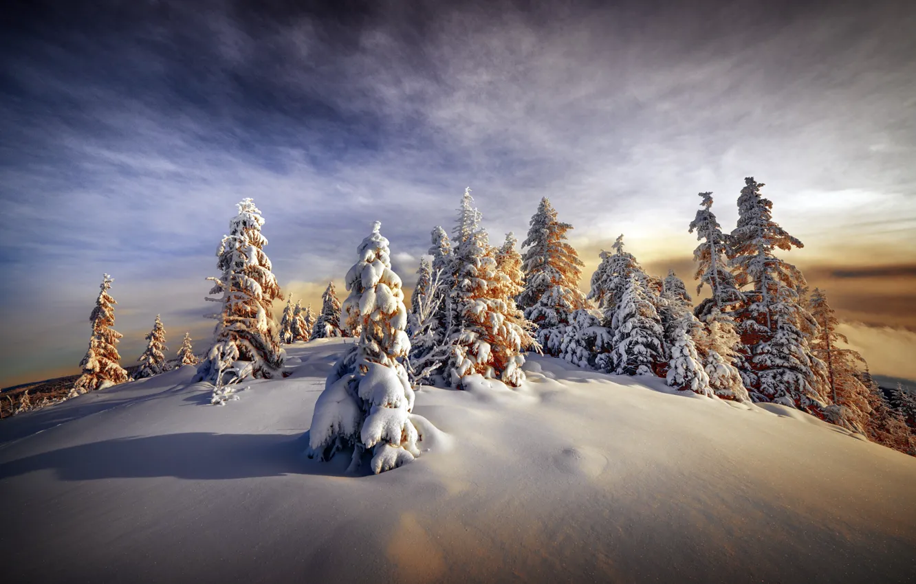 Photo wallpaper winter, forest, clouds, snow, in the snow, shadow, ate, the snow