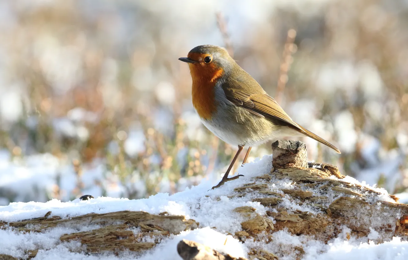 Photo wallpaper winter, snow, bird, stump, bokeh, Robin