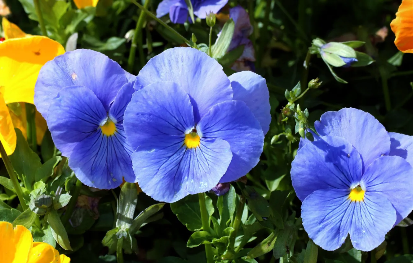 Photo wallpaper summer, Pansy, blue flowers, garden flowers