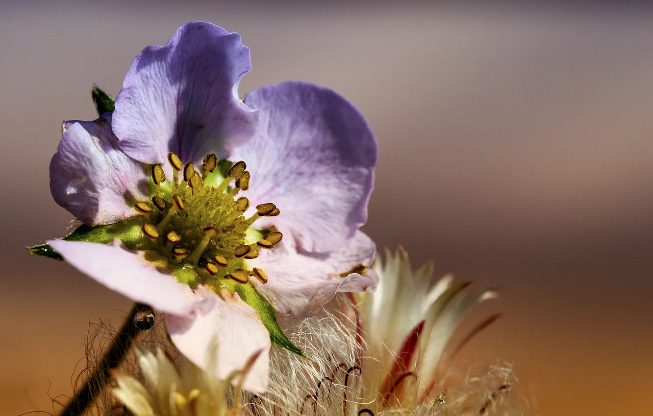 Photo wallpaper flower, macro, lilac, Sunny