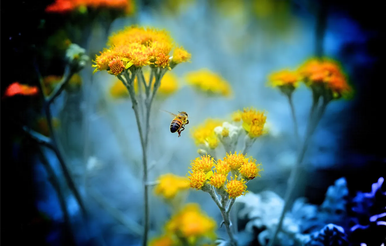 Photo wallpaper flowers, bee, plant, insect