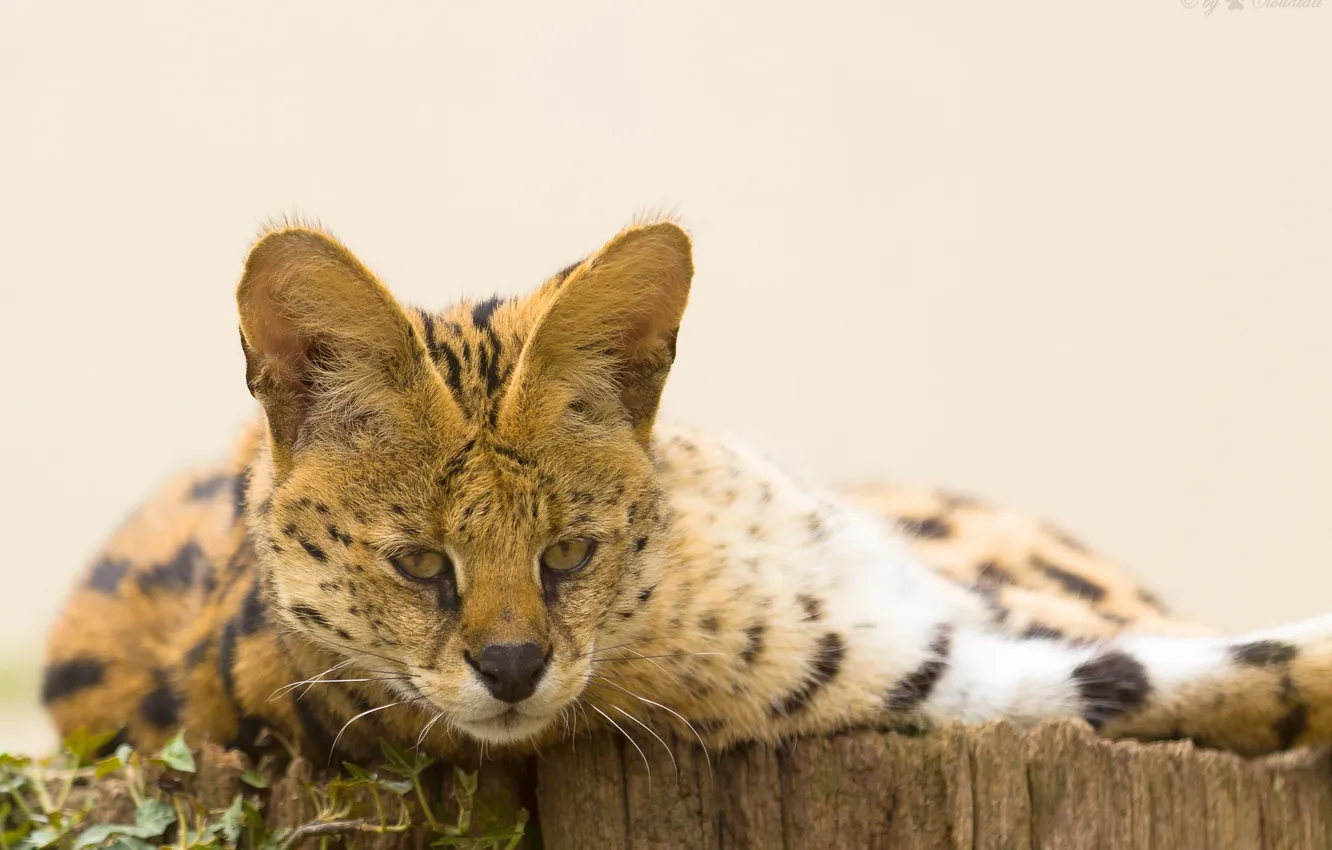Photo wallpaper cat, look, face, Serval