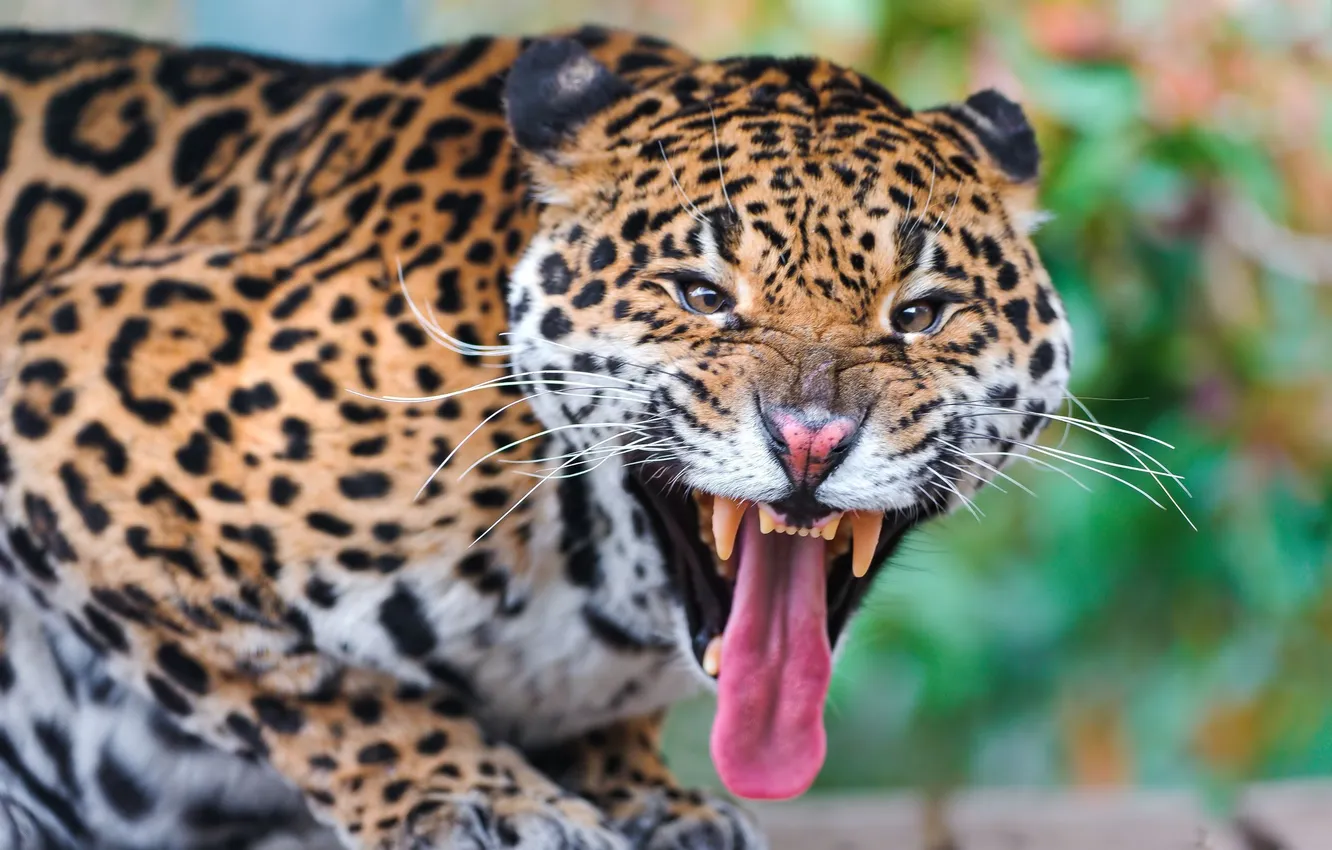 Photo wallpaper language, anger, mouth, fangs, Jaguar