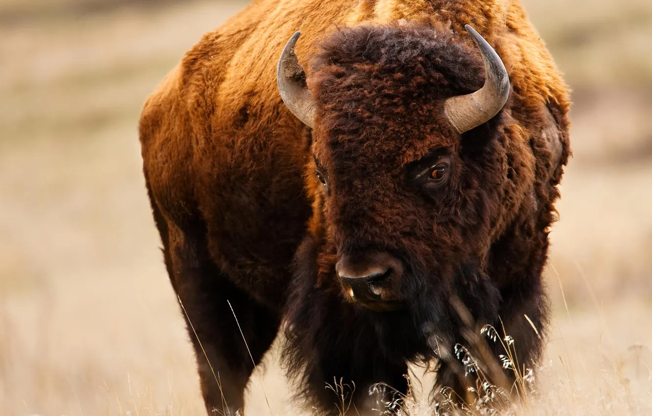 Photo wallpaper field, animals, nature, pasture, Montana, Buffalo, National Bison Range near St. Ignatius
