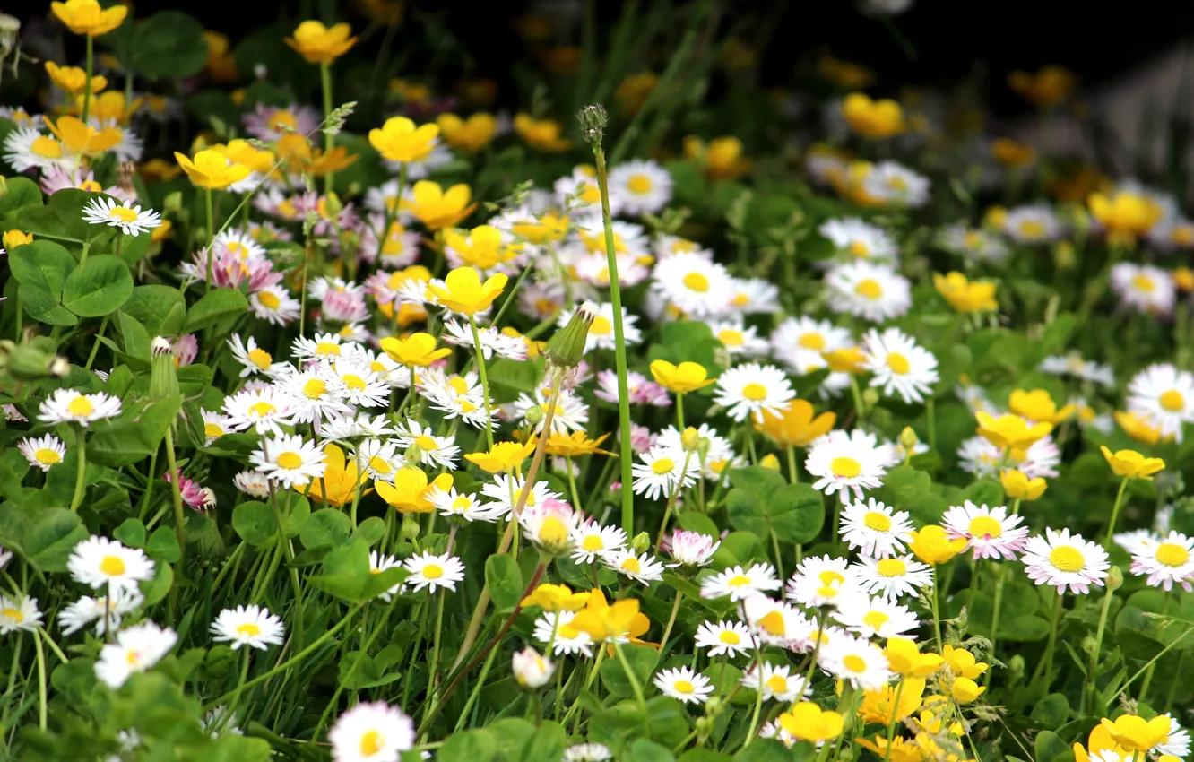 Photo wallpaper summer, flowers, nature