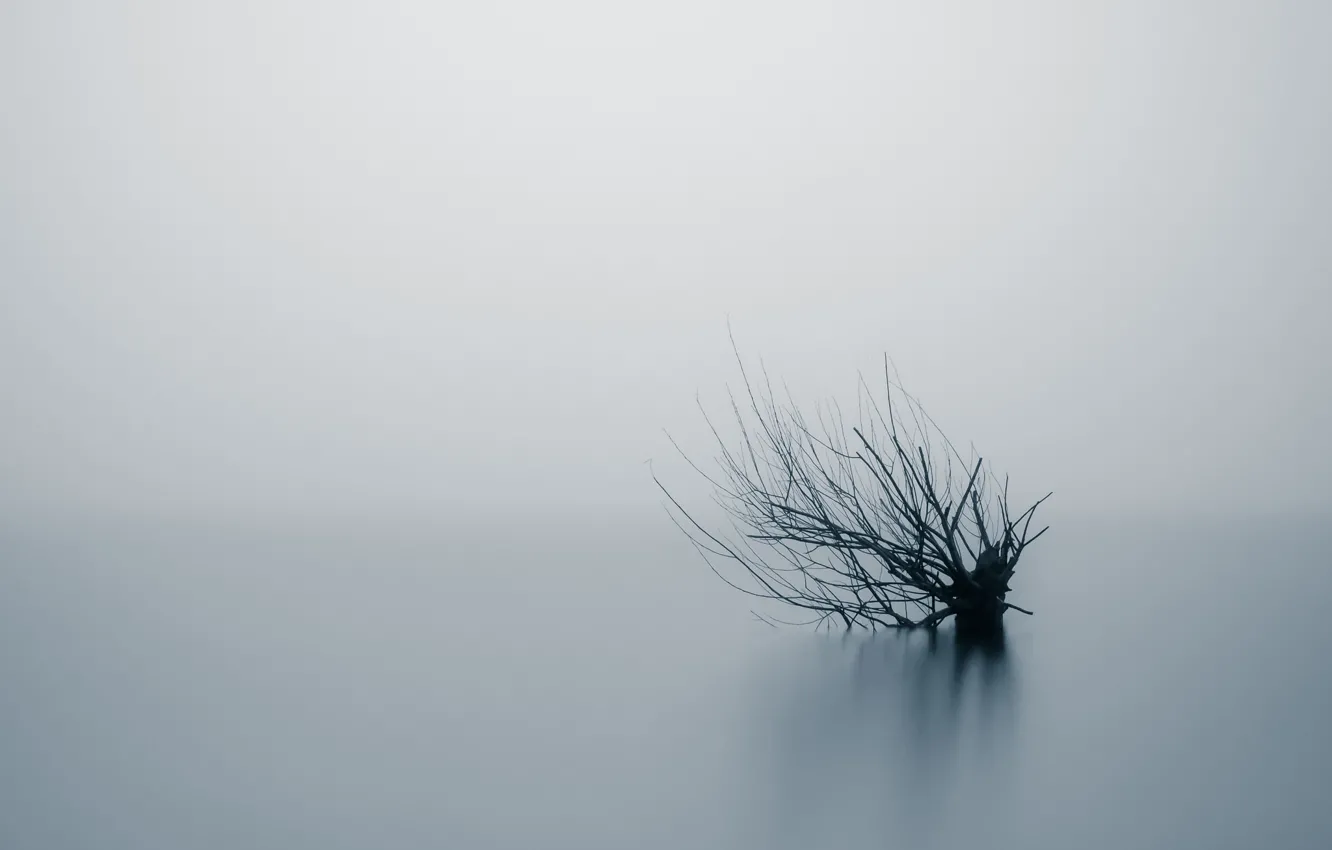 Photo wallpaper nature, fog, tree