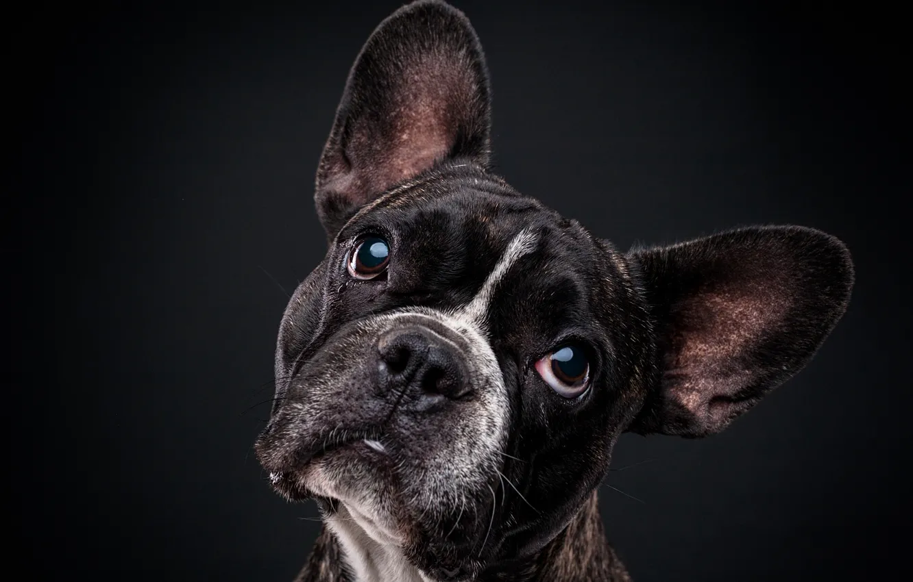 Photo wallpaper look, face, dog, ears, the dark background, French bulldog, Evgeny Degtev