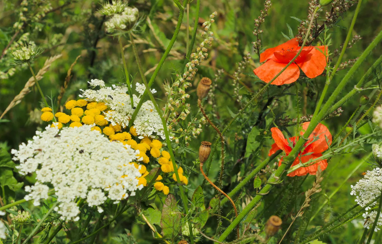 Photo wallpaper flower, color, meadow