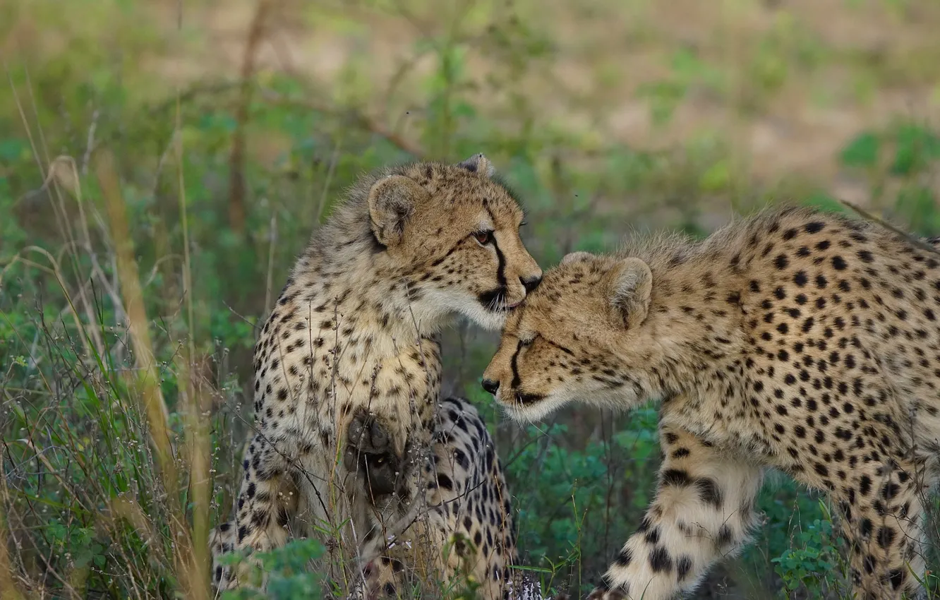Photo wallpaper nature, family, Cheetah